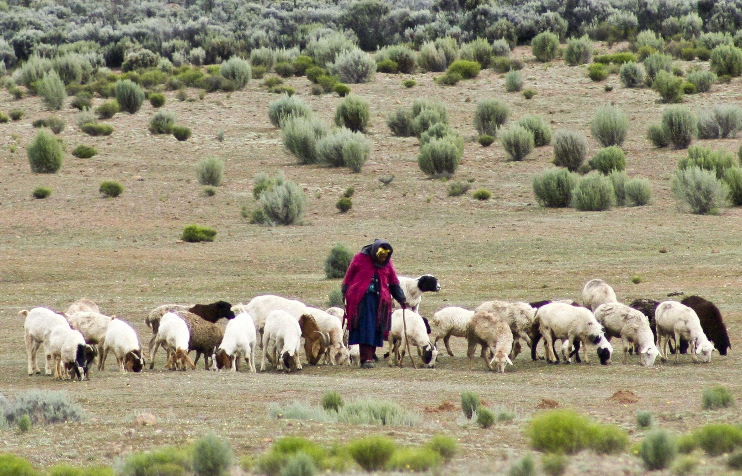 livestock in Namaqua