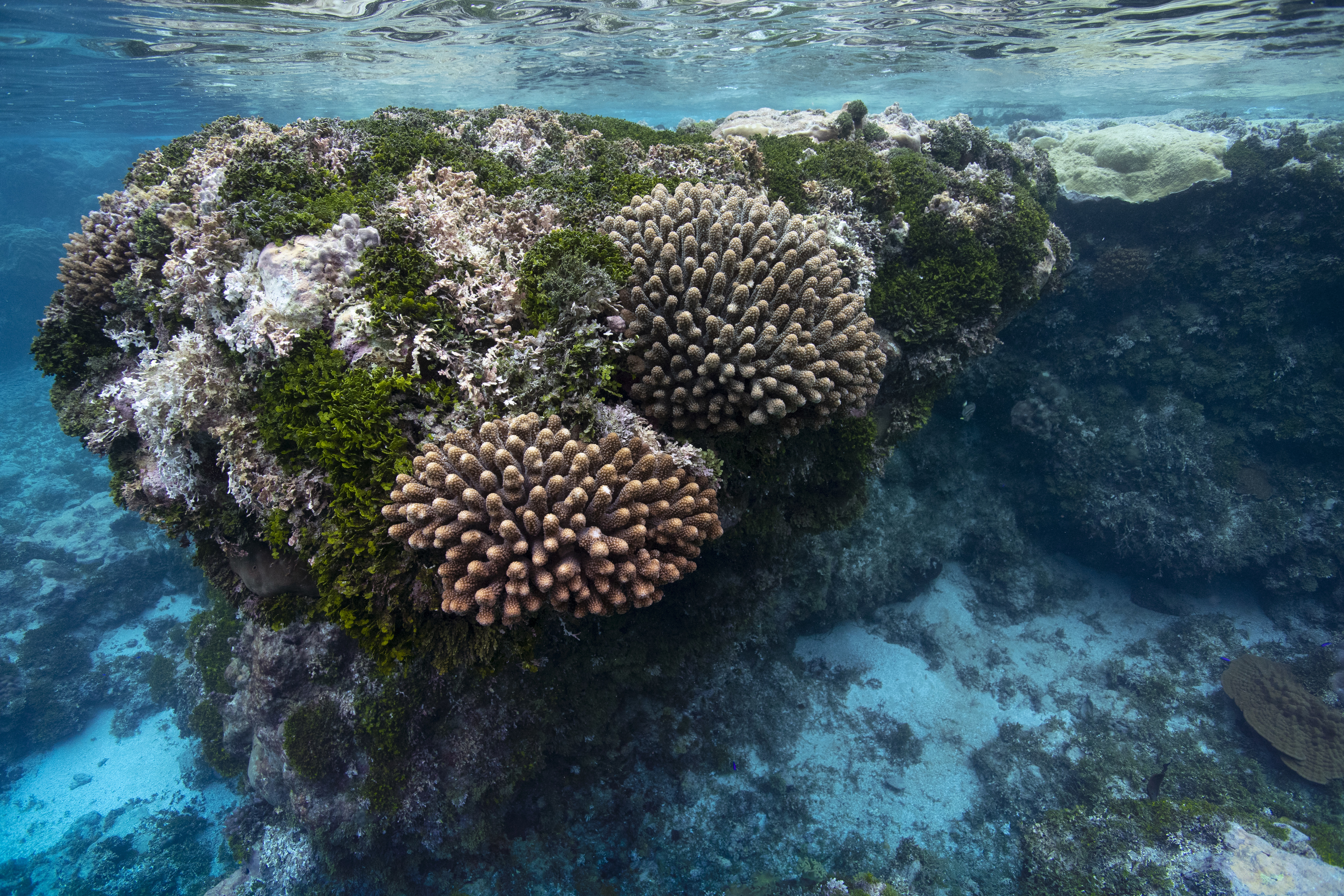 Corals in Niue