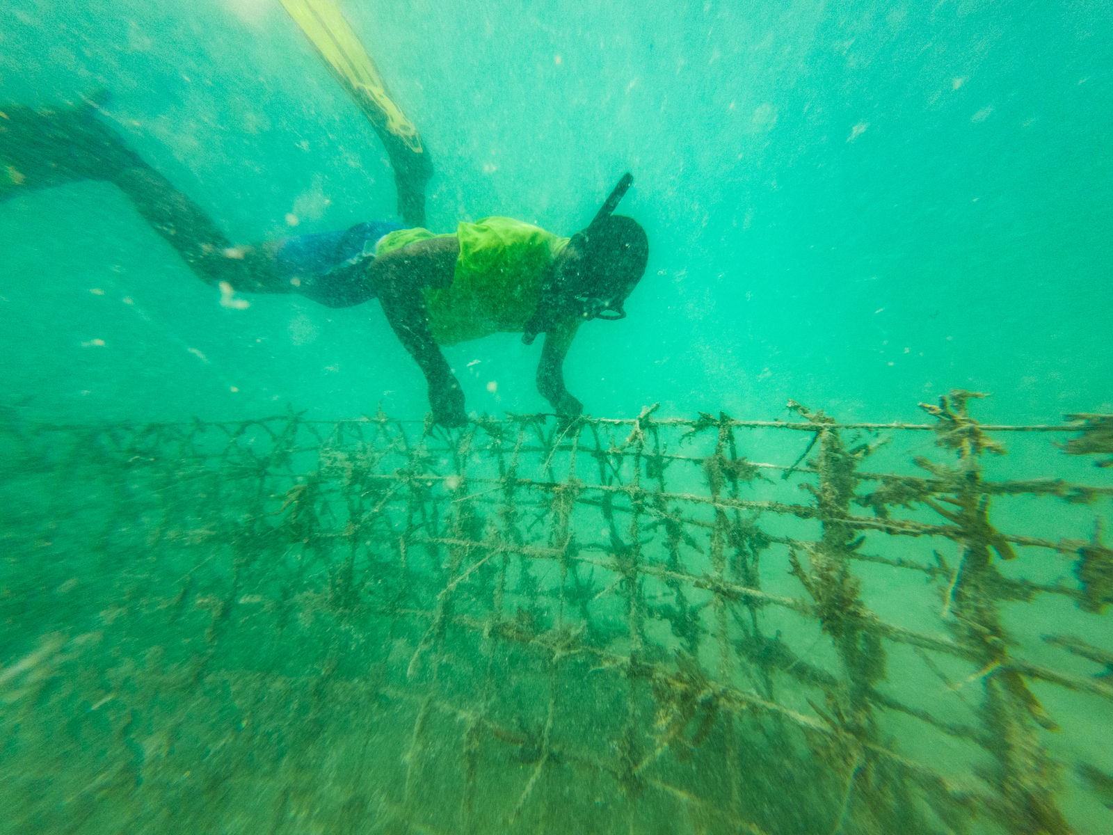 Coral planting_Lau_ ©Conservation International:photo by Laisiasa Dave