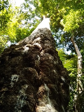 Almaciga tree 